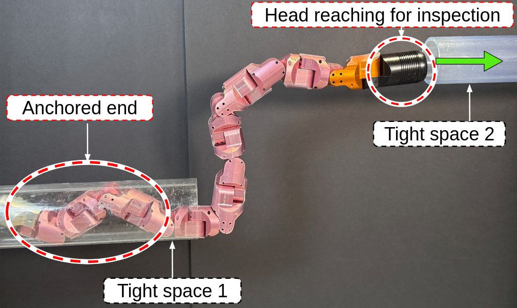 Snake robot anchored in a tube with its head reaching into a second tight space